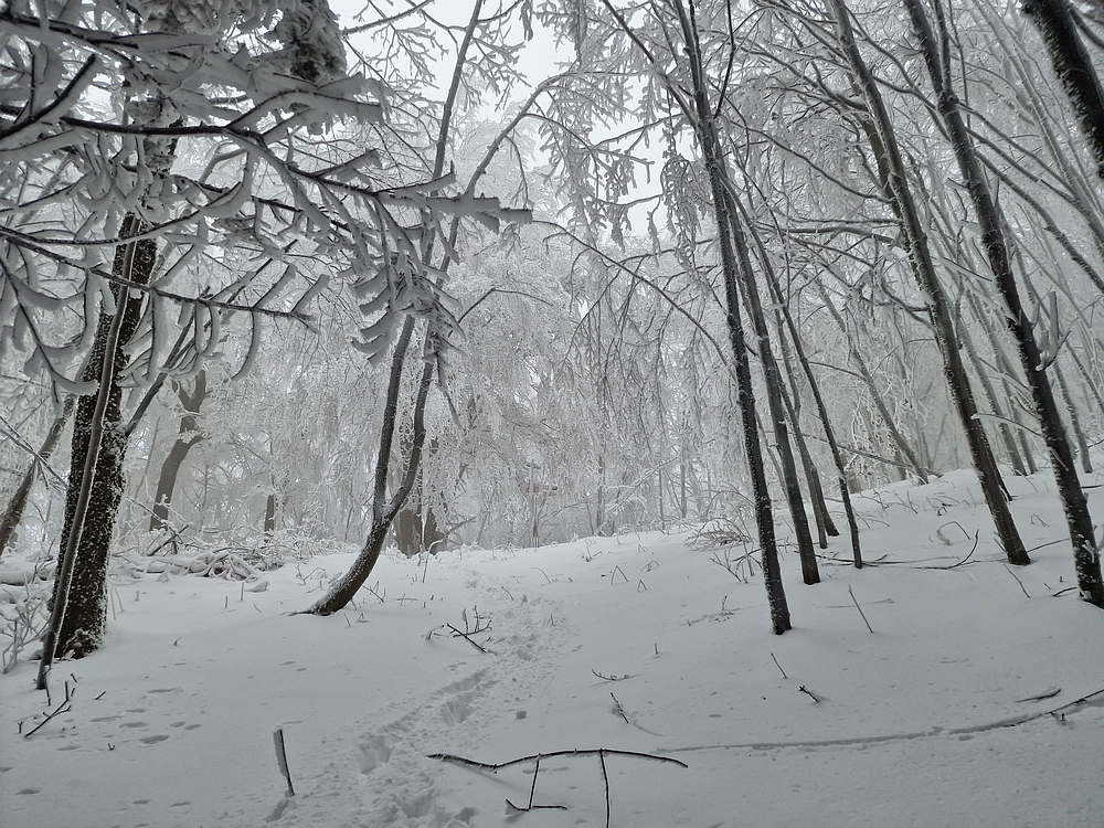 Mrzlica čez Zg. Čeče, 26. 12. 2025