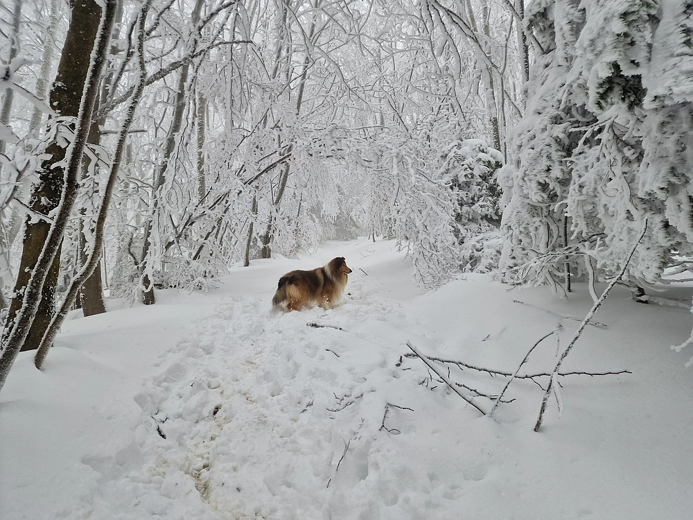 Mrzlica čez Zg. Čeče, 26. 12. 2025