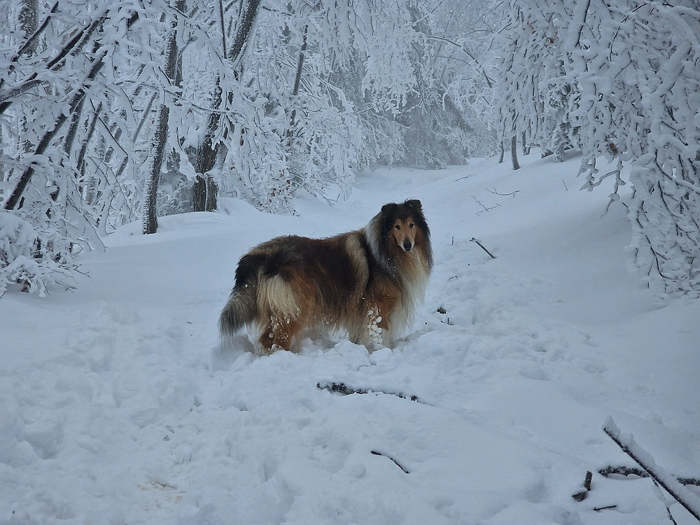 Mrzlica čez Zg. Čeče, 26. 12. 2025