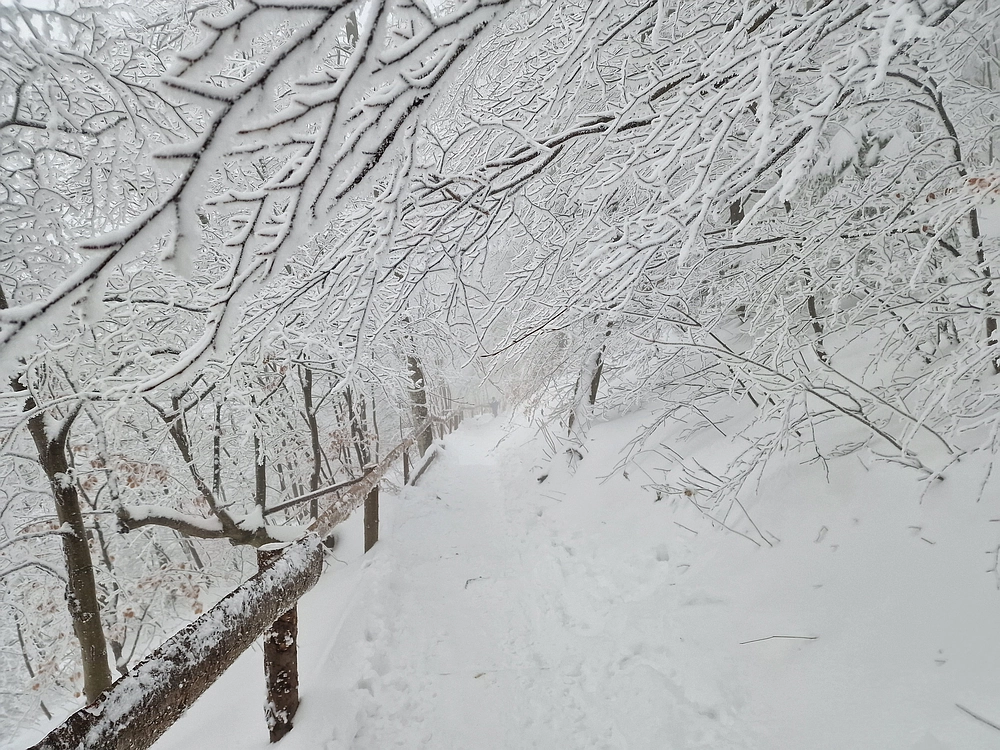 Mrzlica čez Zg. Čeče, 26. 12. 2025