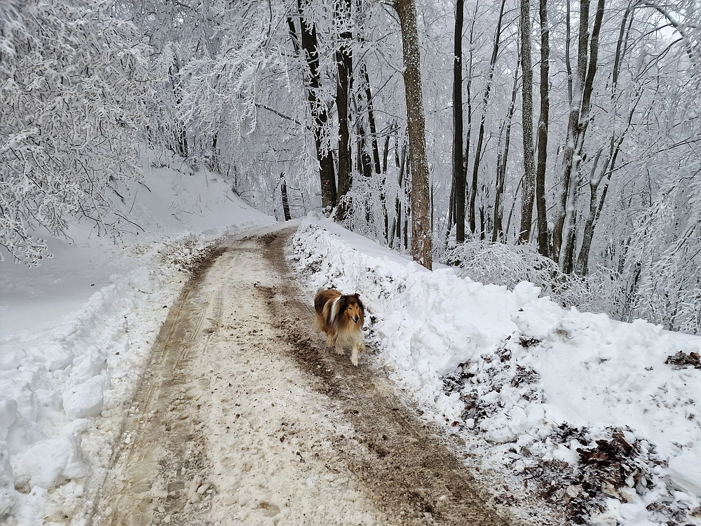 Mrzlica čez Zg. Čeče, 26. 12. 2025