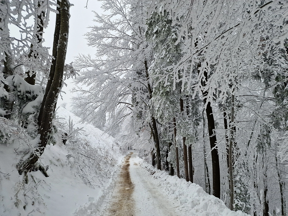 Mrzlica čez Zg. Čeče, 26. 12. 2025