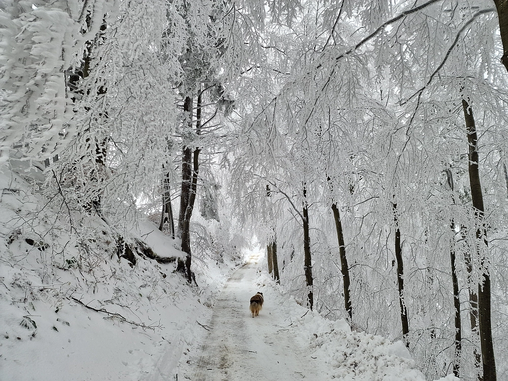 Mrzlica čez Zg. Čeče, 26. 12. 2025