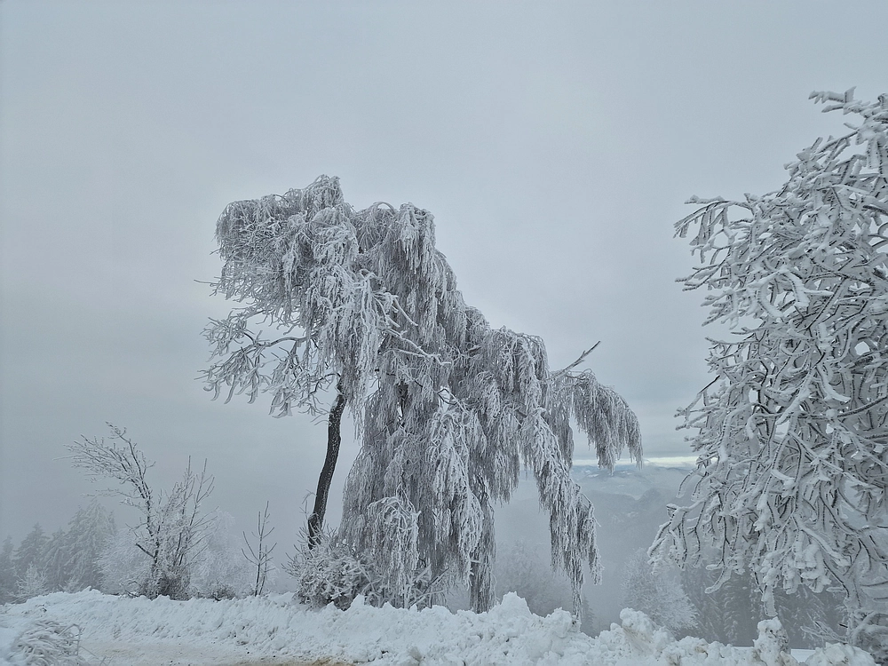 Mrzlica čez Zg. Čeče, 26. 12. 2025