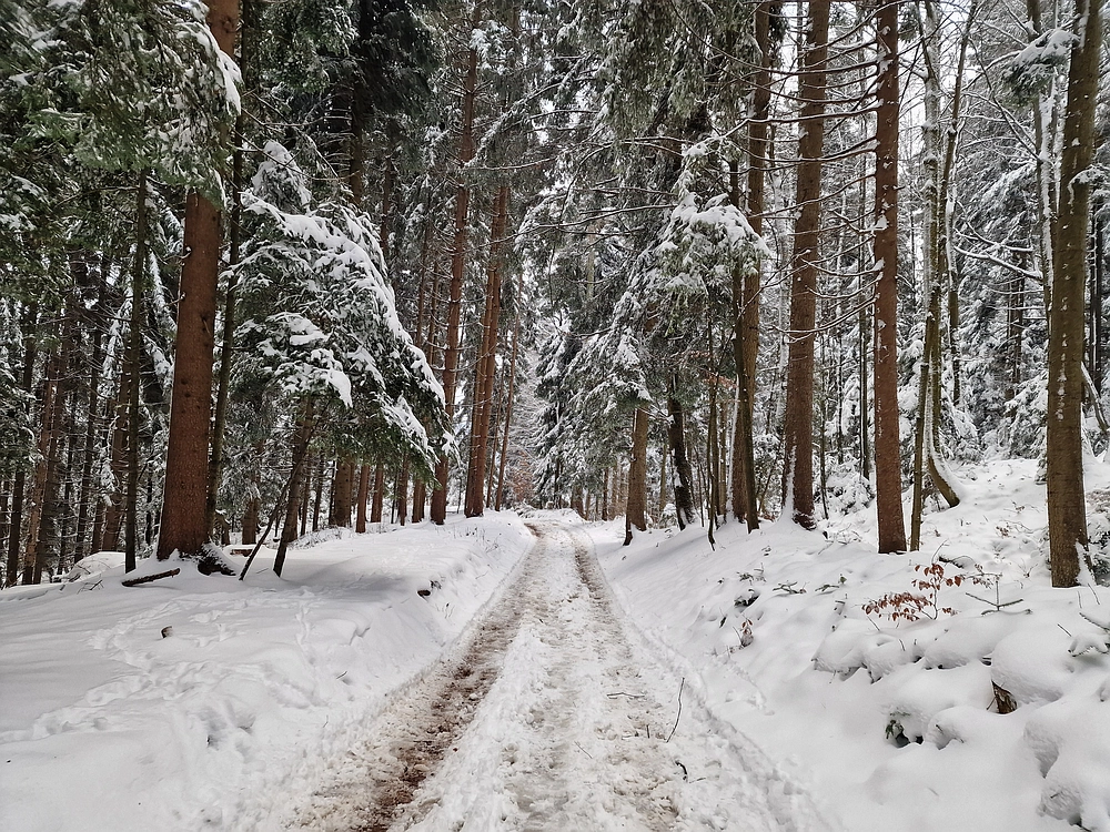 Mrzlica čez Zg. Čeče, 26. 12. 2025