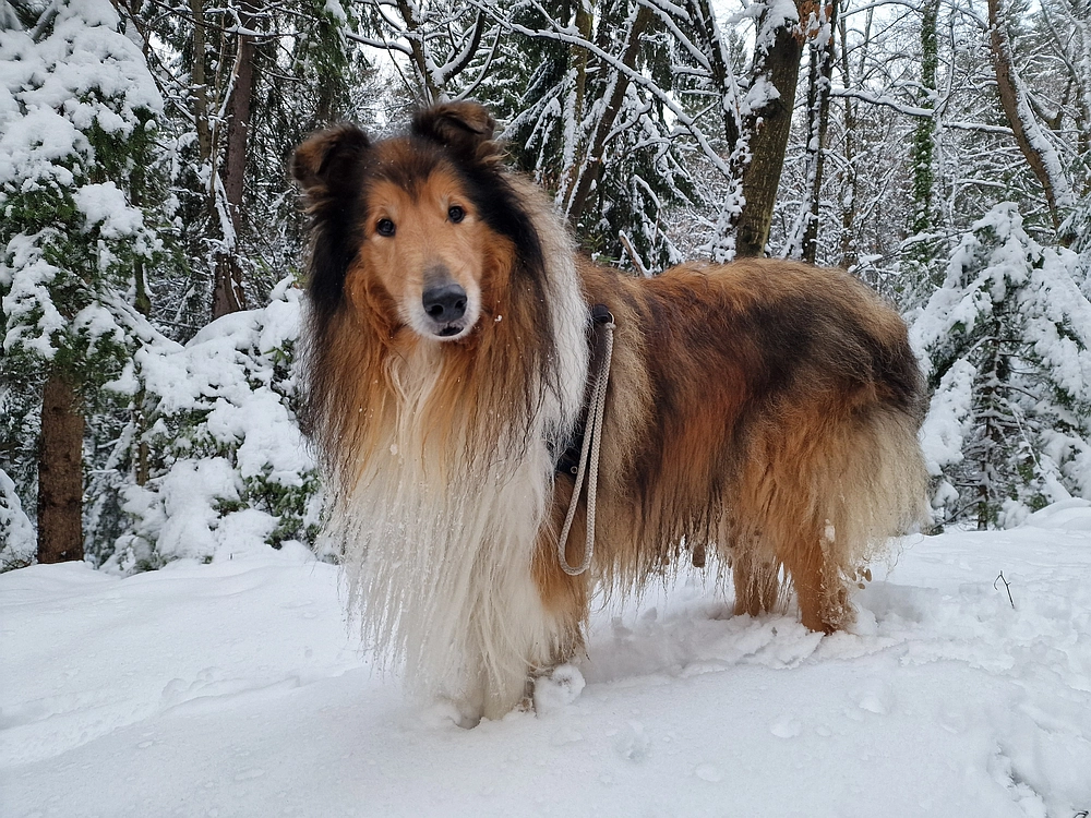 Mrzlica čez Zg. Čeče, 26. 12. 2025