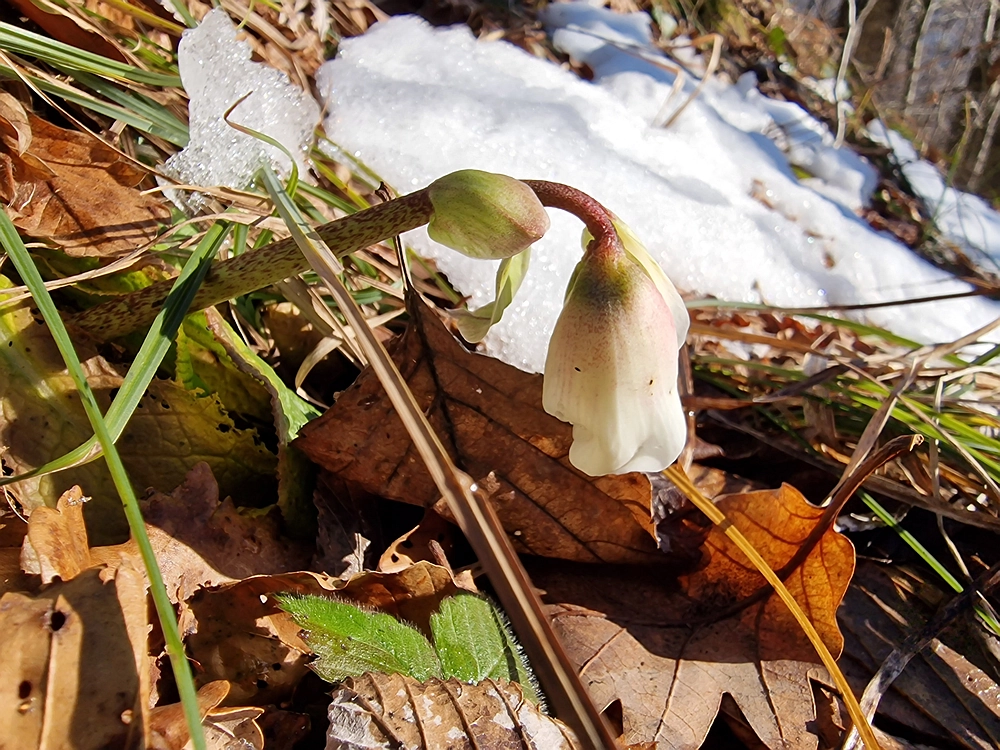 Reška planina, 31. 12. 2025