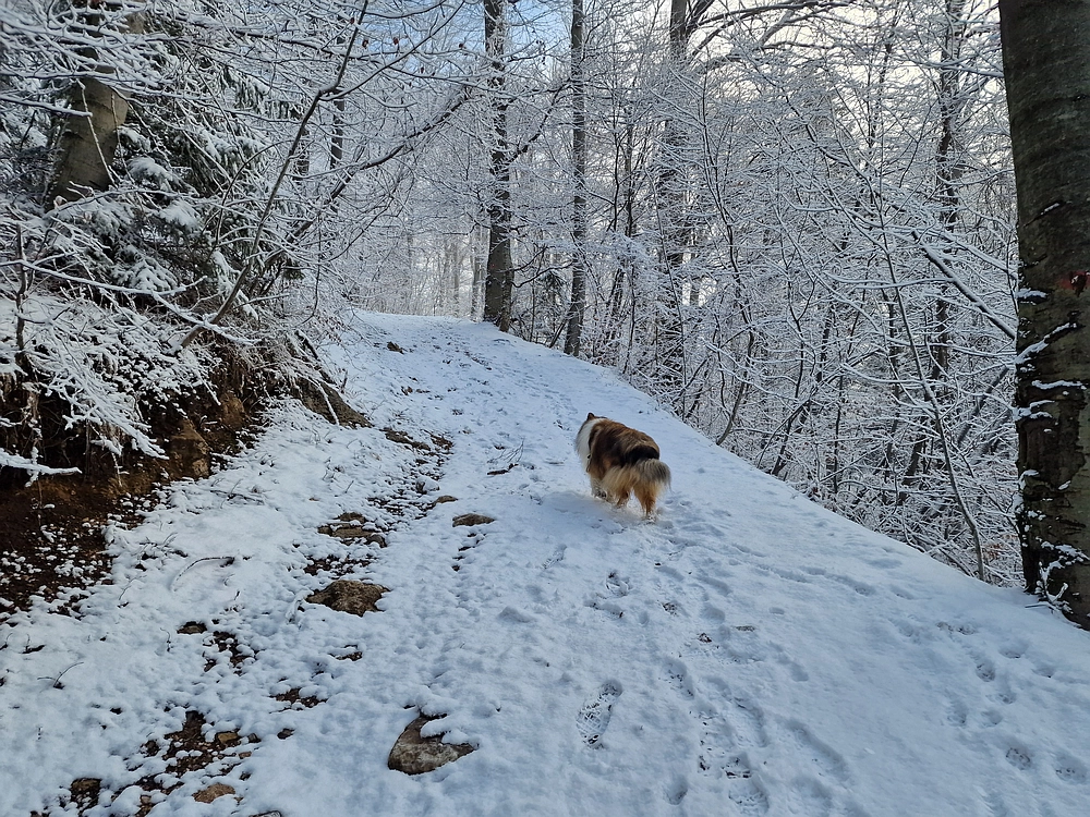 Stolpnik, 3. 1. 2026