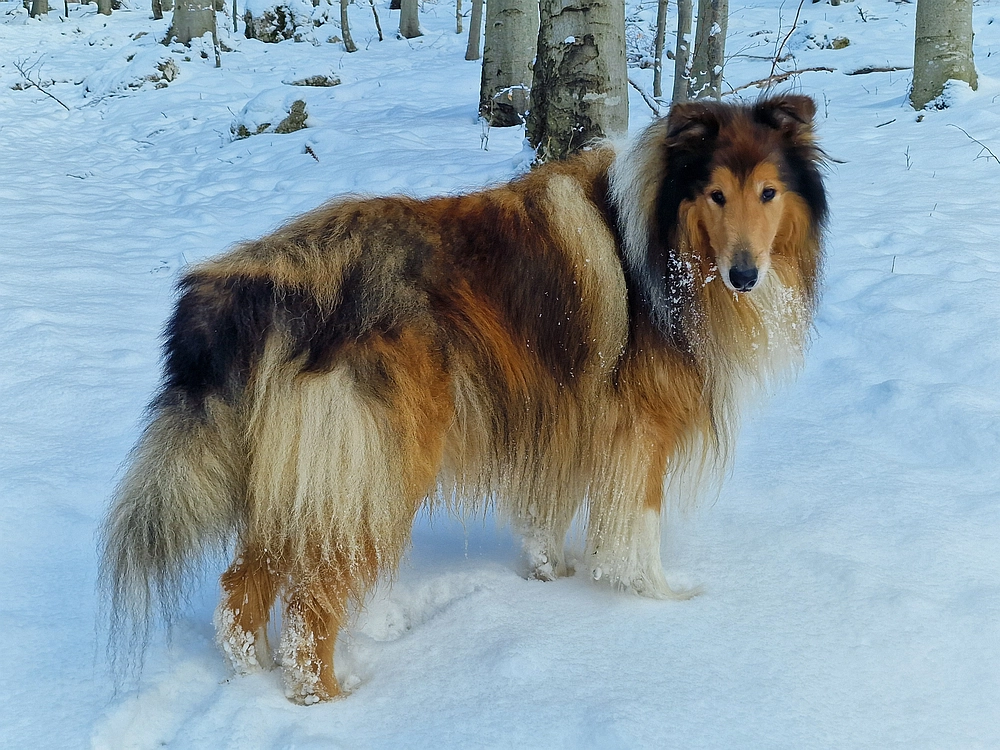 Stolpnik, 3. 1. 2026