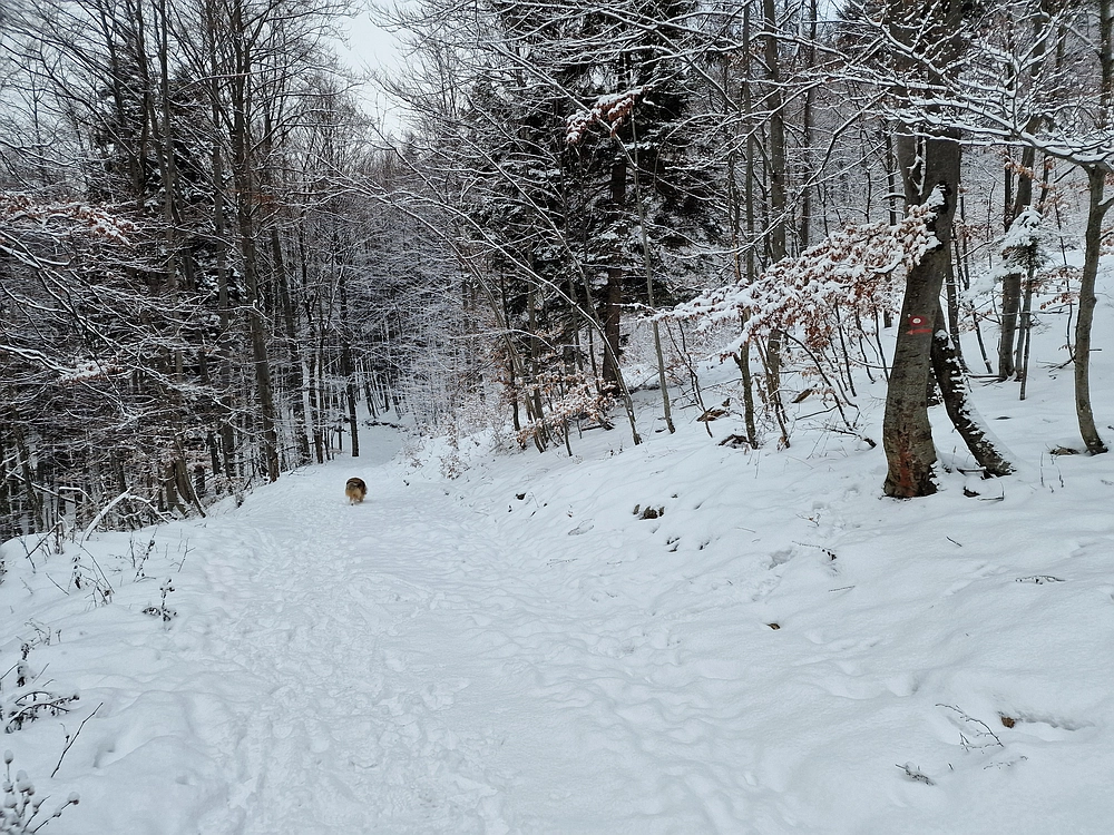 Stolpnik, 3. 1. 2026