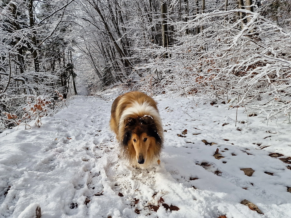 Stolpnik, 3. 1. 2026