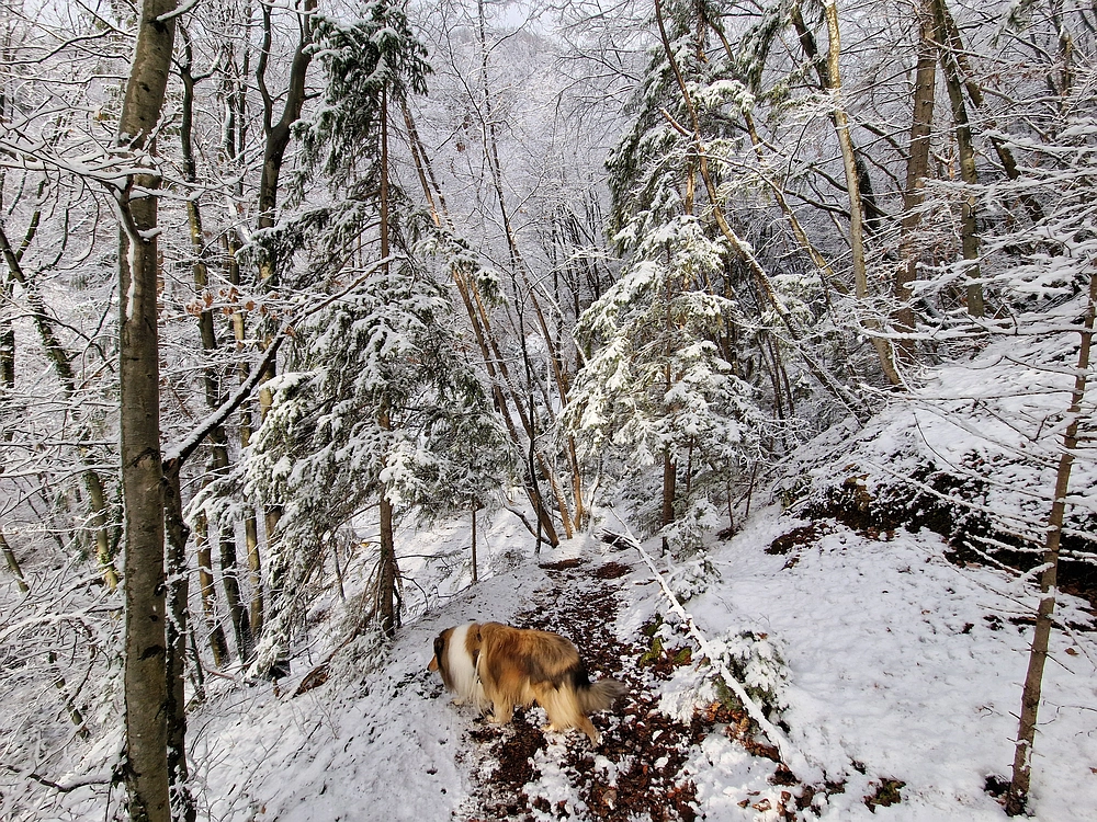 Stolpnik, 3. 1. 2026