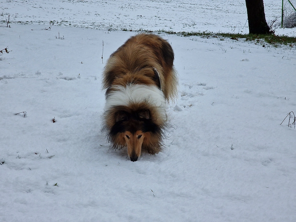 Stolpnik, 3. 1. 2026