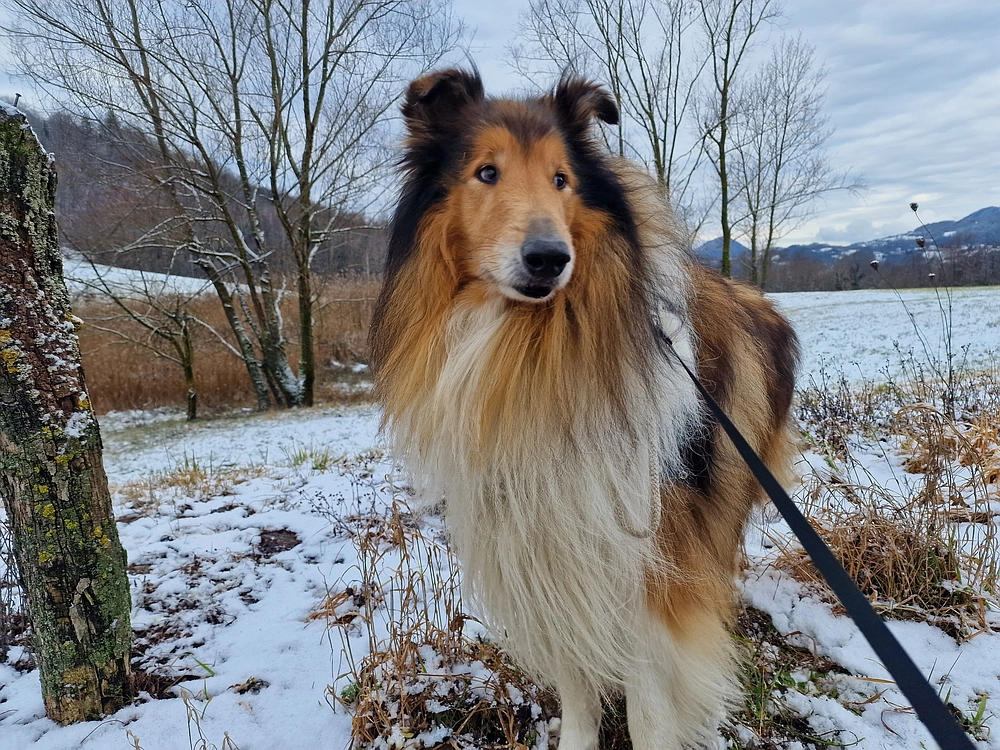 Žrebljev hrib, 4. 1. 2026