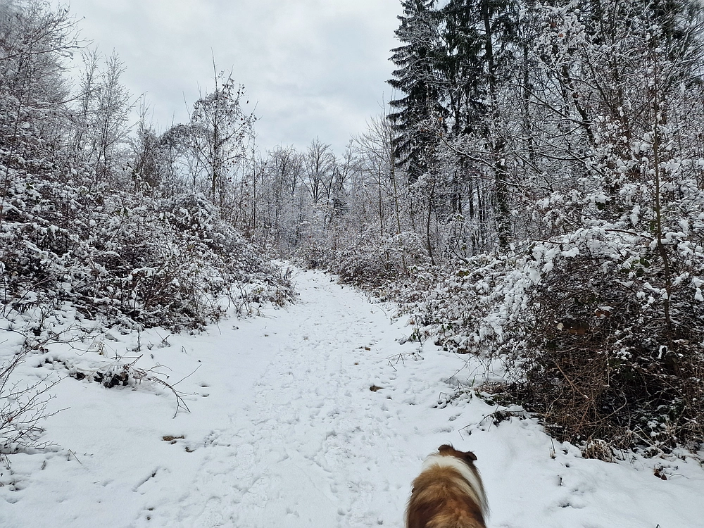 Žrebljev hrib, 4. 1. 2026
