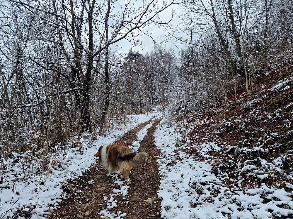 Žrebljev hrib, 4. 1. 2026