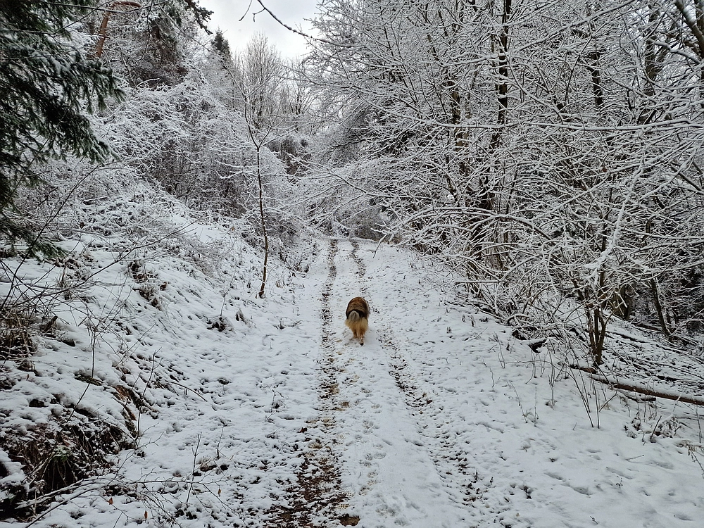 Žrebljev hrib, 4. 1. 2026