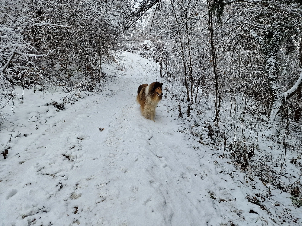 Žrebljev hrib, 4. 1. 2026
