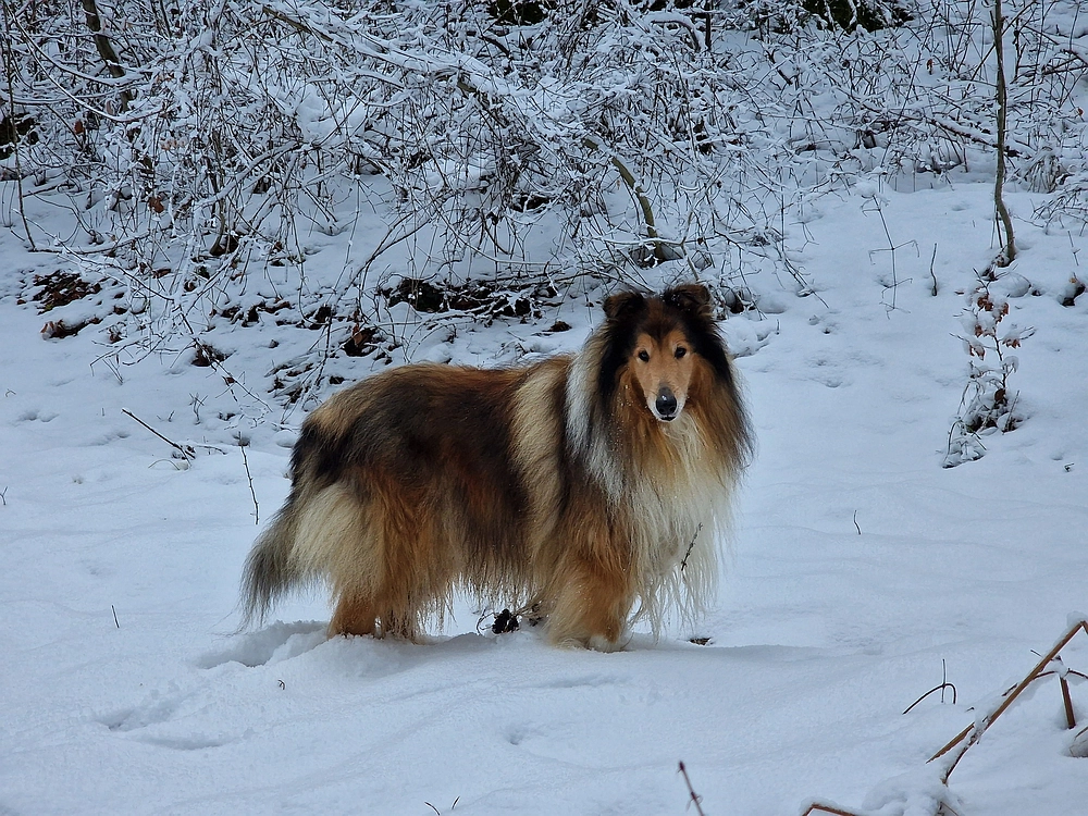 Žrebljev hrib, 4. 1. 2026