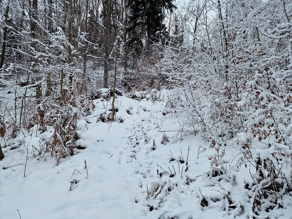 Žrebljev hrib, 4. 1. 2026