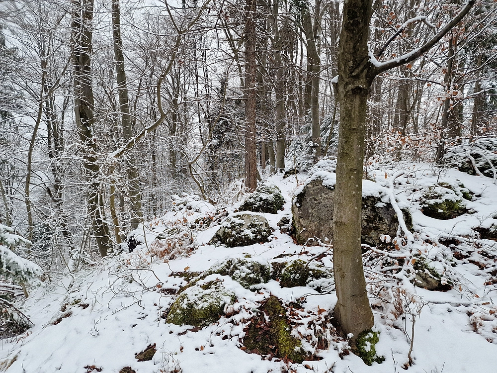Žrebljev hrib, 4. 1. 2026