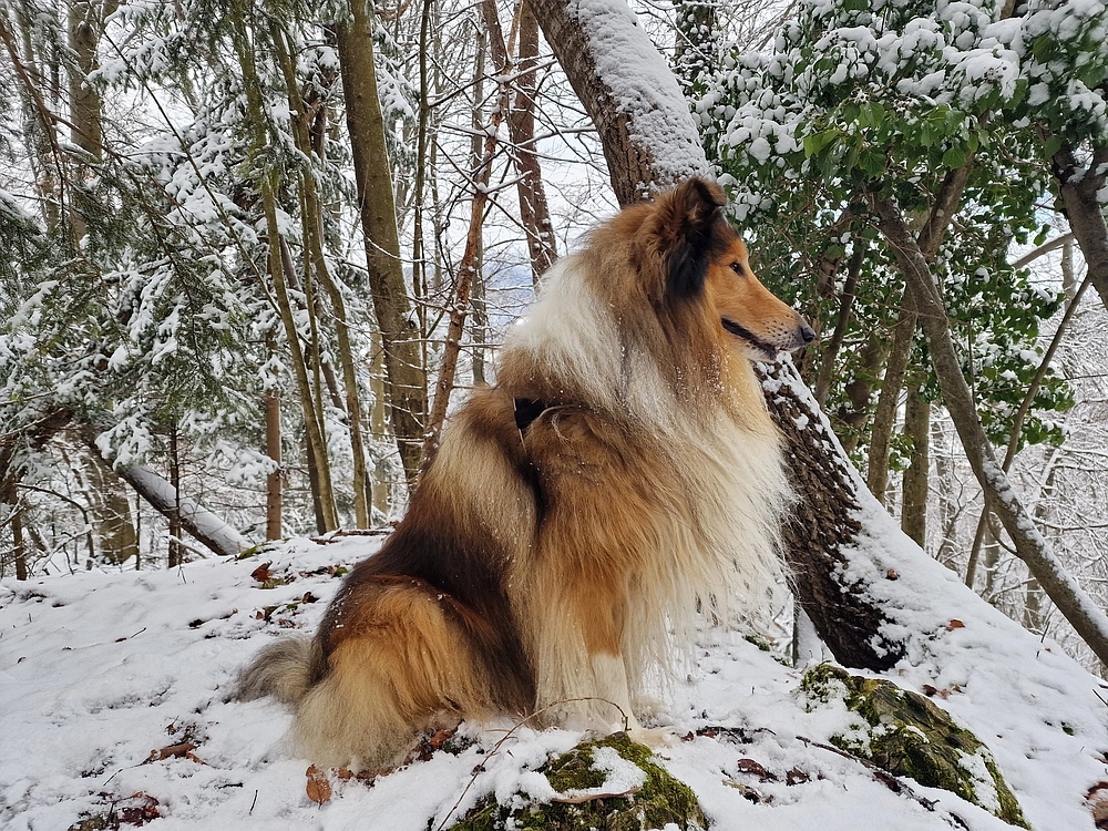 Žrebljev hrib, 4. 1. 2026