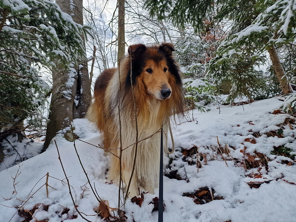 Žrebljev hrib, 4. 1. 2026