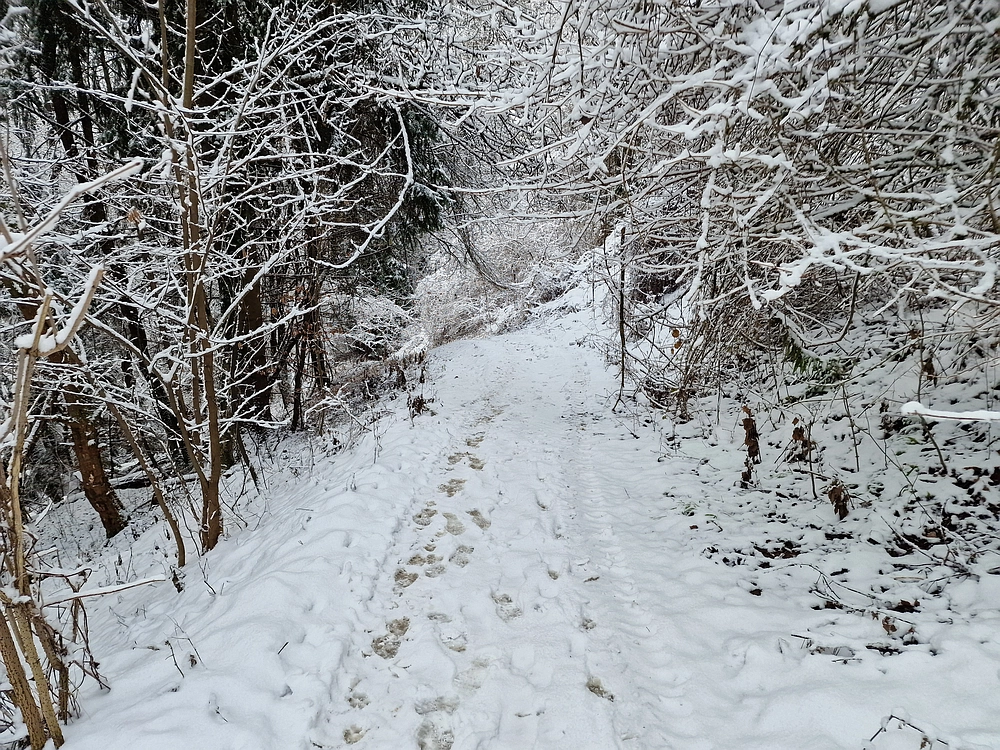 Žrebljev hrib, 4. 1. 2026