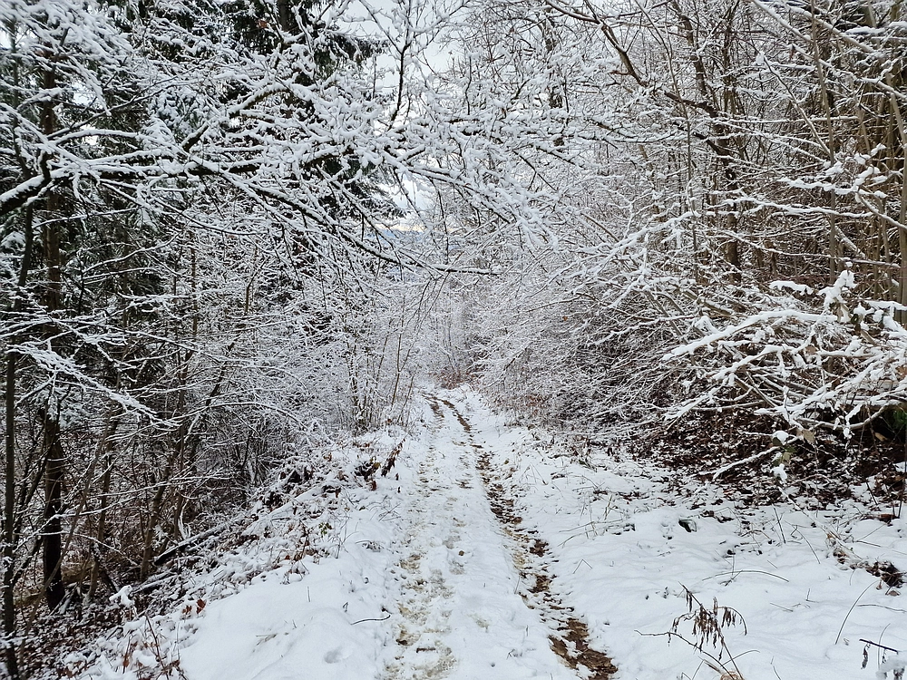 Žrebljev hrib, 4. 1. 2026