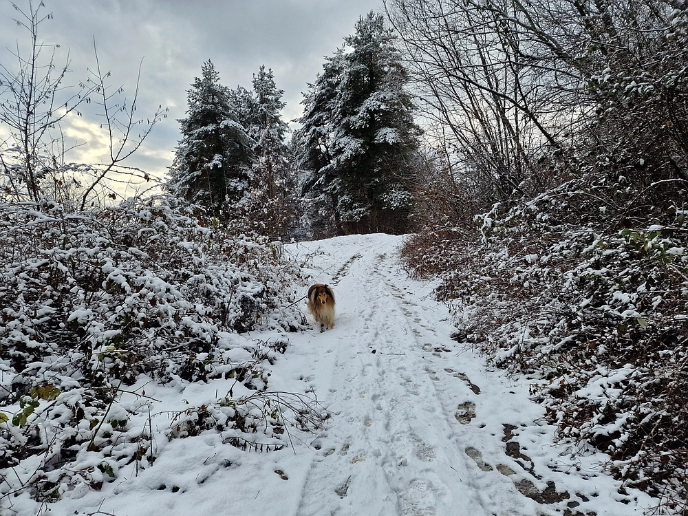 Žrebljev hrib, 4. 1. 2026
