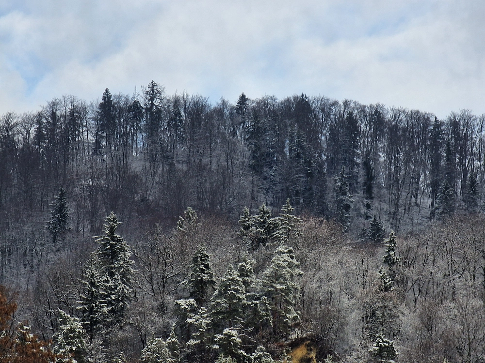 Žrebljev hrib, 4. 1. 2026