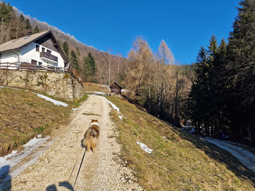 Javor, Sv. Planina, 18. 1. 2026