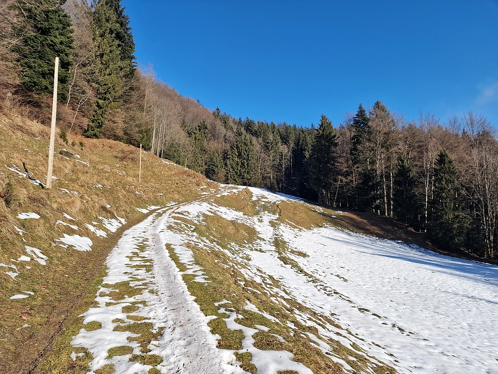 Javor, Sv. Planina, 18. 1. 2026