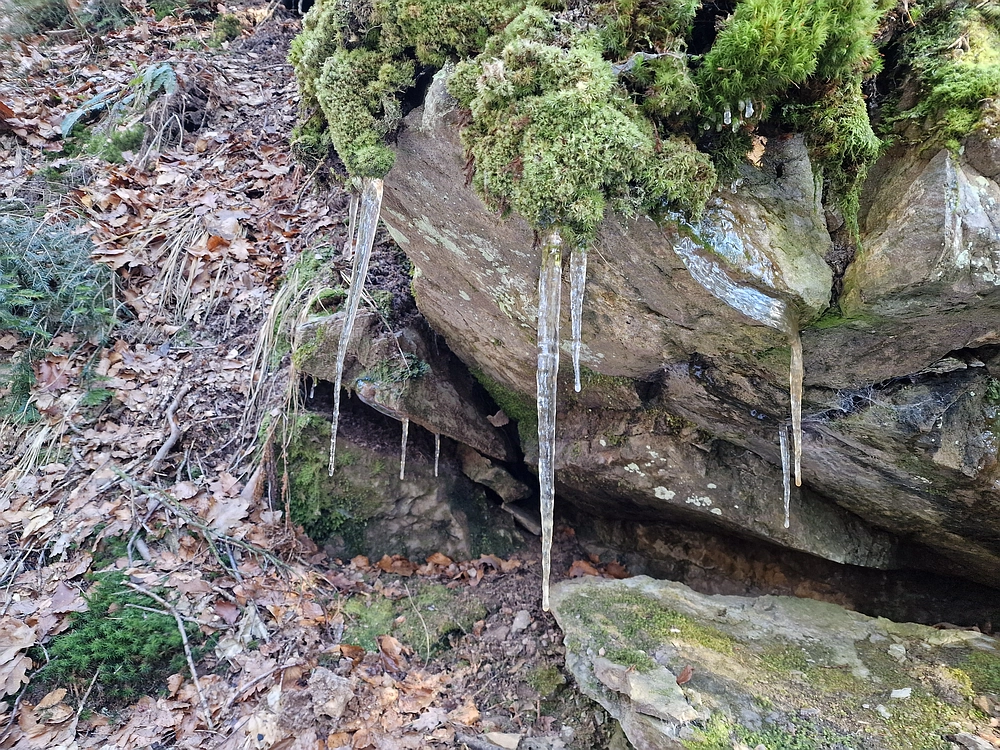 Javor, Sv. Planina, 18. 1. 2026