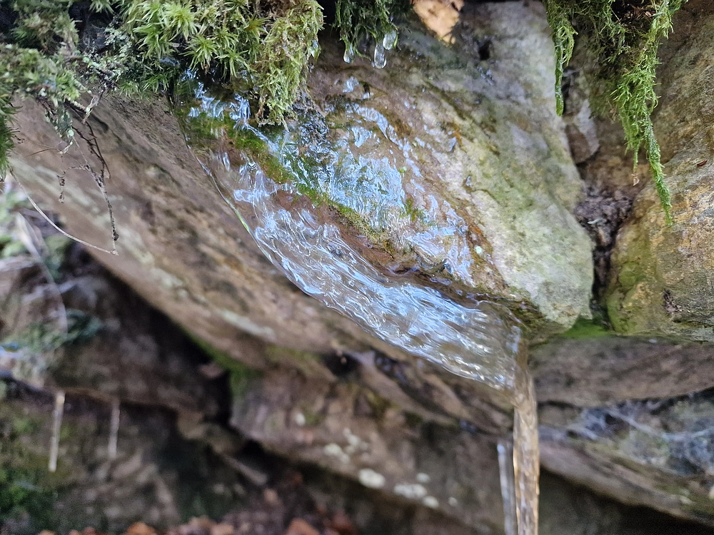 Javor, Sv. Planina, 18. 1. 2026