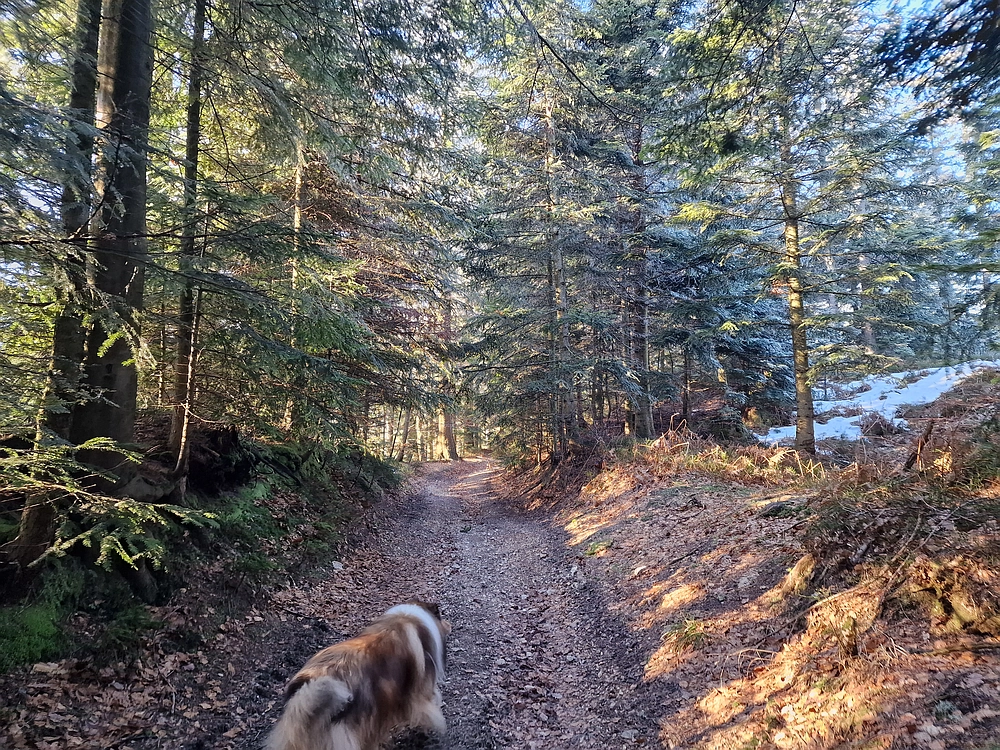 Javor, Sv. Planina, 18. 1. 2026