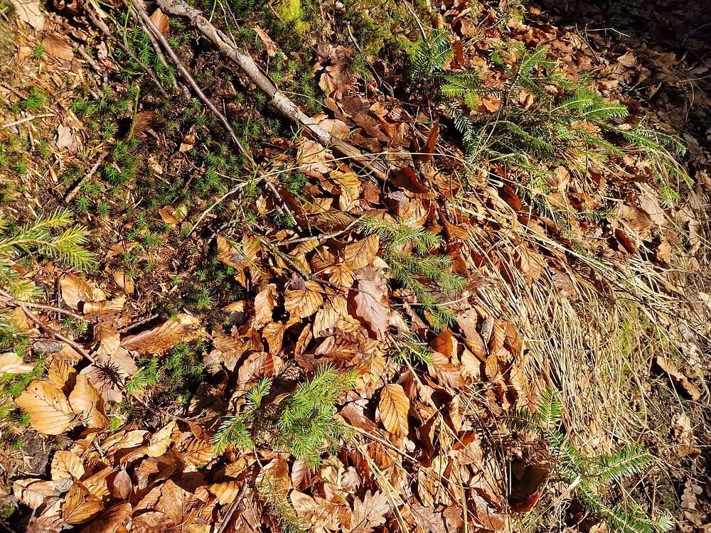 Javor, Sv. Planina, 18. 1. 2026