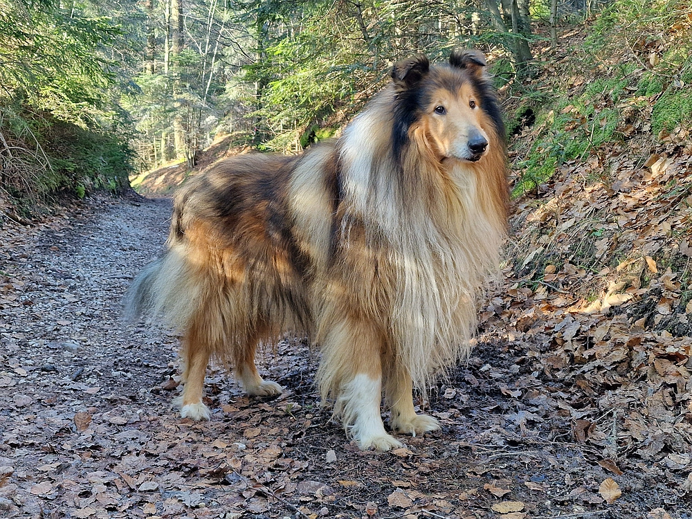 Javor, Sv. Planina, 18. 1. 2026