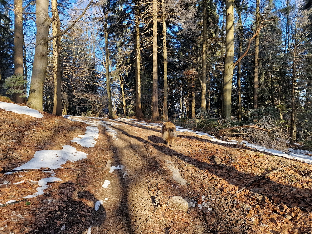 Javor, Sv. Planina, 18. 1. 2026