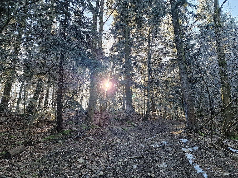 Javor, Sv. Planina, 18. 1. 2026