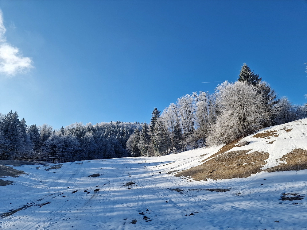Javor, Sv. Planina, 18. 1. 2026