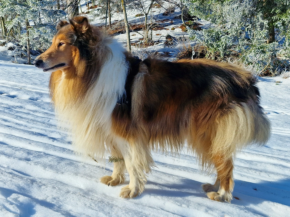 Javor, Sv. Planina, 18. 1. 2026