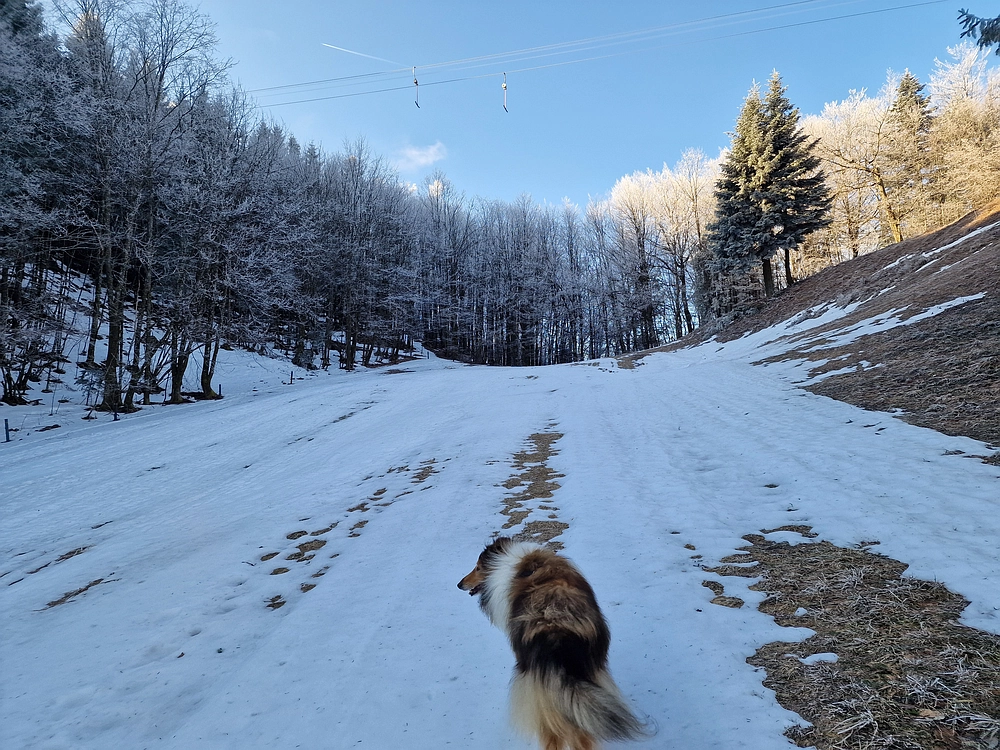 Javor, Sv. Planina, 18. 1. 2026