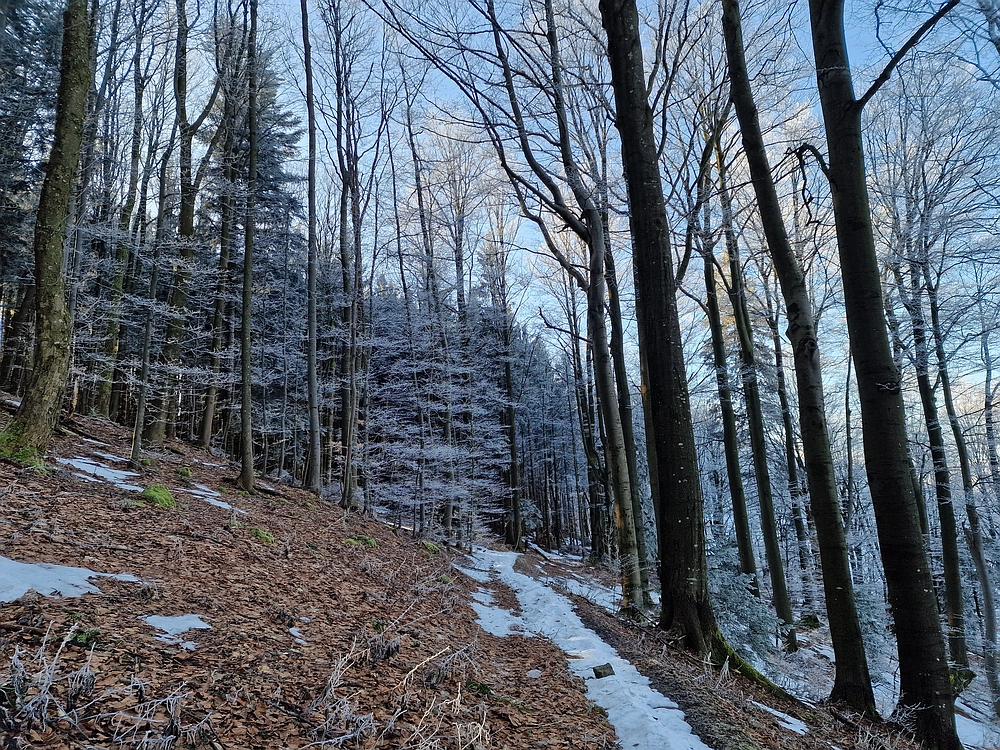 Javor, Sv. Planina, 18. 1. 2026