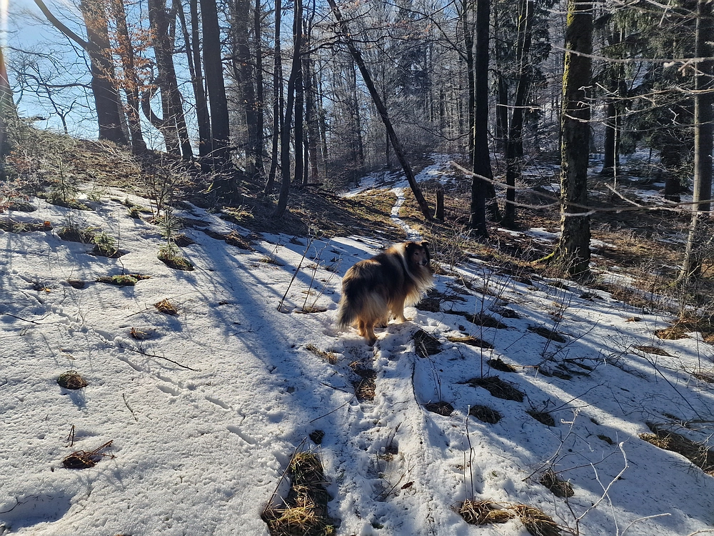 Javor, Sv. Planina, 18. 1. 2026
