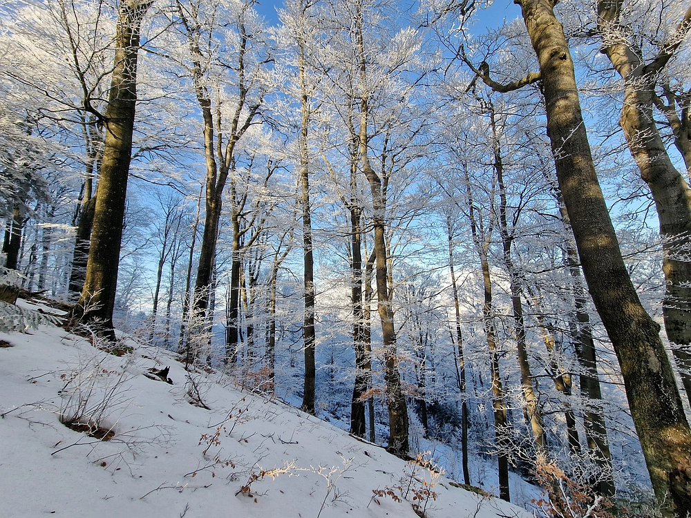 Javor, Sv. Planina, 18. 1. 2026