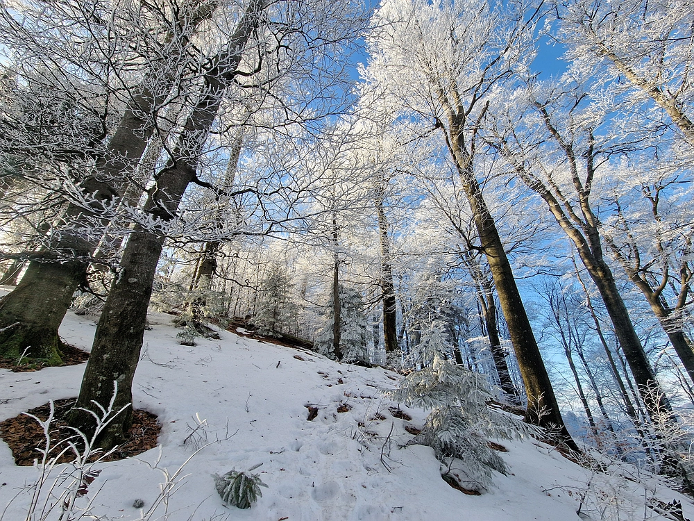 Javor, Sv. Planina, 18. 1. 2026