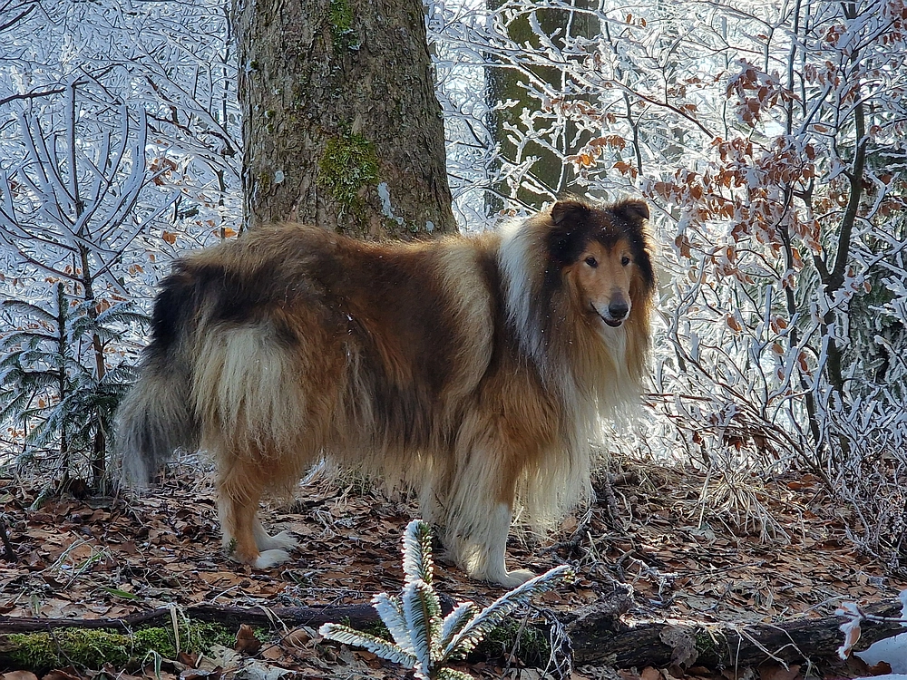 Javor, Sv. Planina, 18. 1. 2026