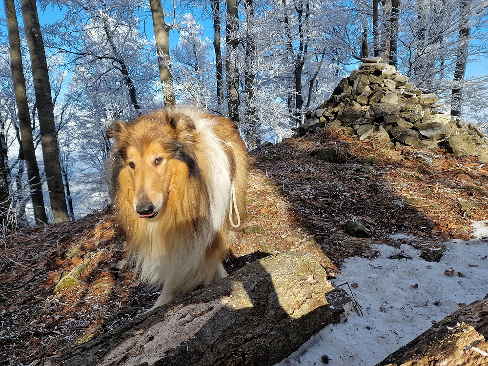Javor, Sv. Planina, 18. 1. 2026