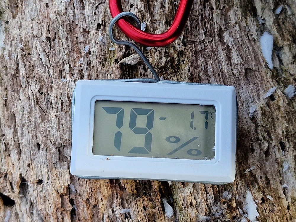 Javor, Sv. Planina, 18. 1. 2026